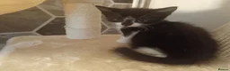 American Shorthair cats for sale: 6 gorgeous mix breed kittens  - Advert 15