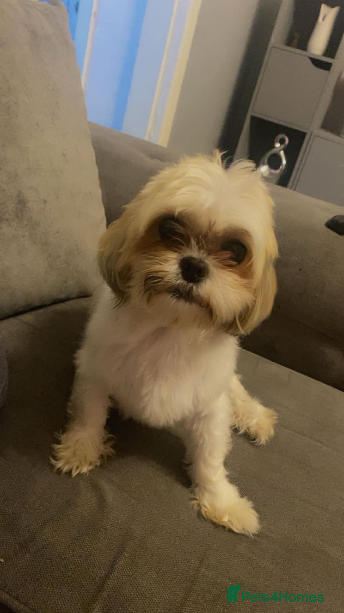 Shorkie dogs 🐶 2 Boys & 2 Girls Looking for Loving Homes ❤️ - Advert 1