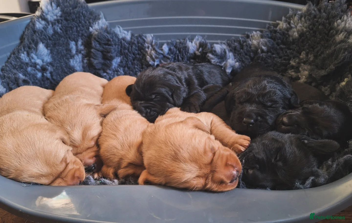 Labrador Retriever dogs for sale: Labrador Puppies – Black & Fox Red in Peterborough - Advert 8