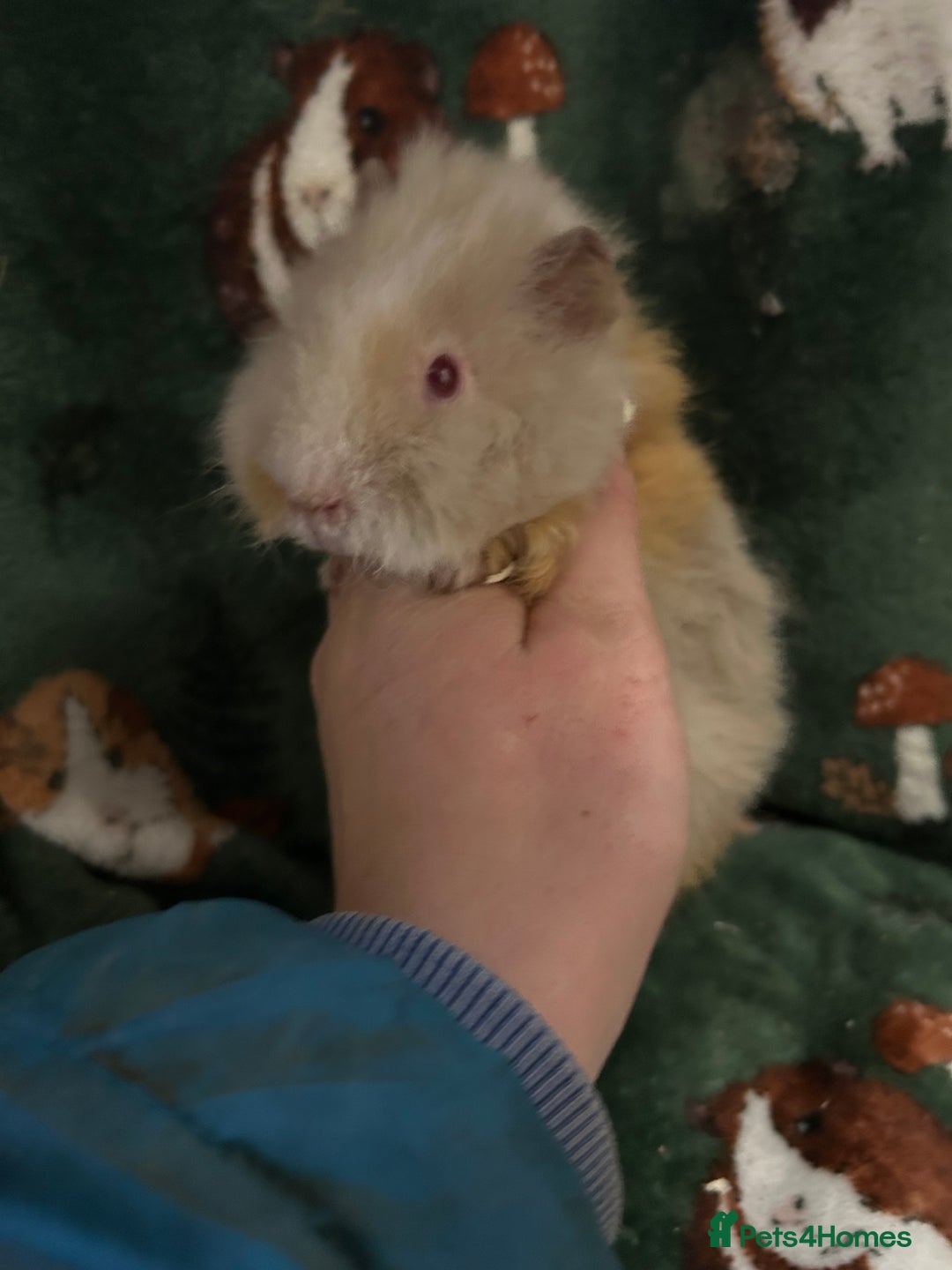 Guinea Pig rodents for sale: Baby Female Guineapigs  - Advert 2