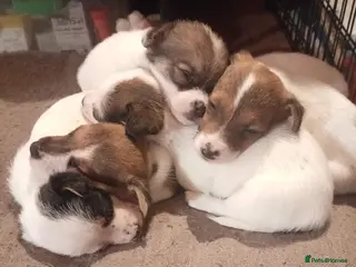 Jack Russell dogs Jack Russell puppies for sale - Advert 1