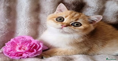 British Shorthair cats - Advert 15