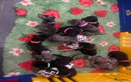 Great Dane dogs for sale: OUTSTANDING PURE BRED GREAT DANE PUPPIES FOR SALE - Image 4