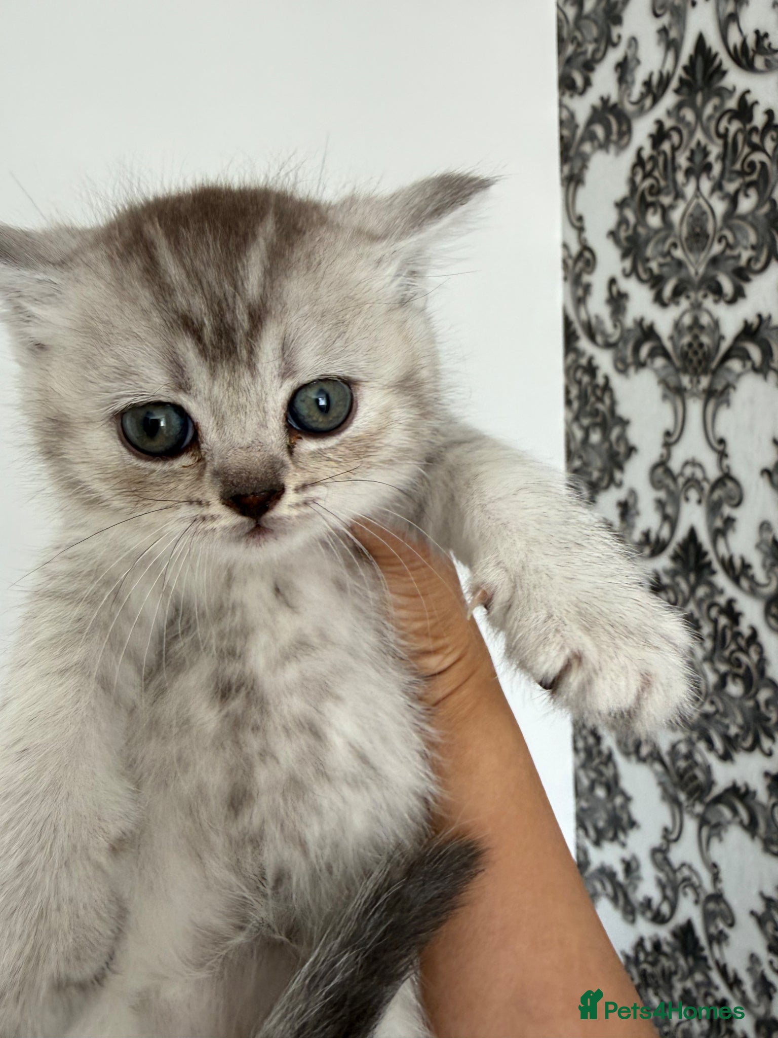 British Shorthair cats for sale: British Shorthair kittens - Advert 4