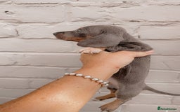 Dachshund dogs for sale: Dachshund puppies sausage dogs  - Image 1