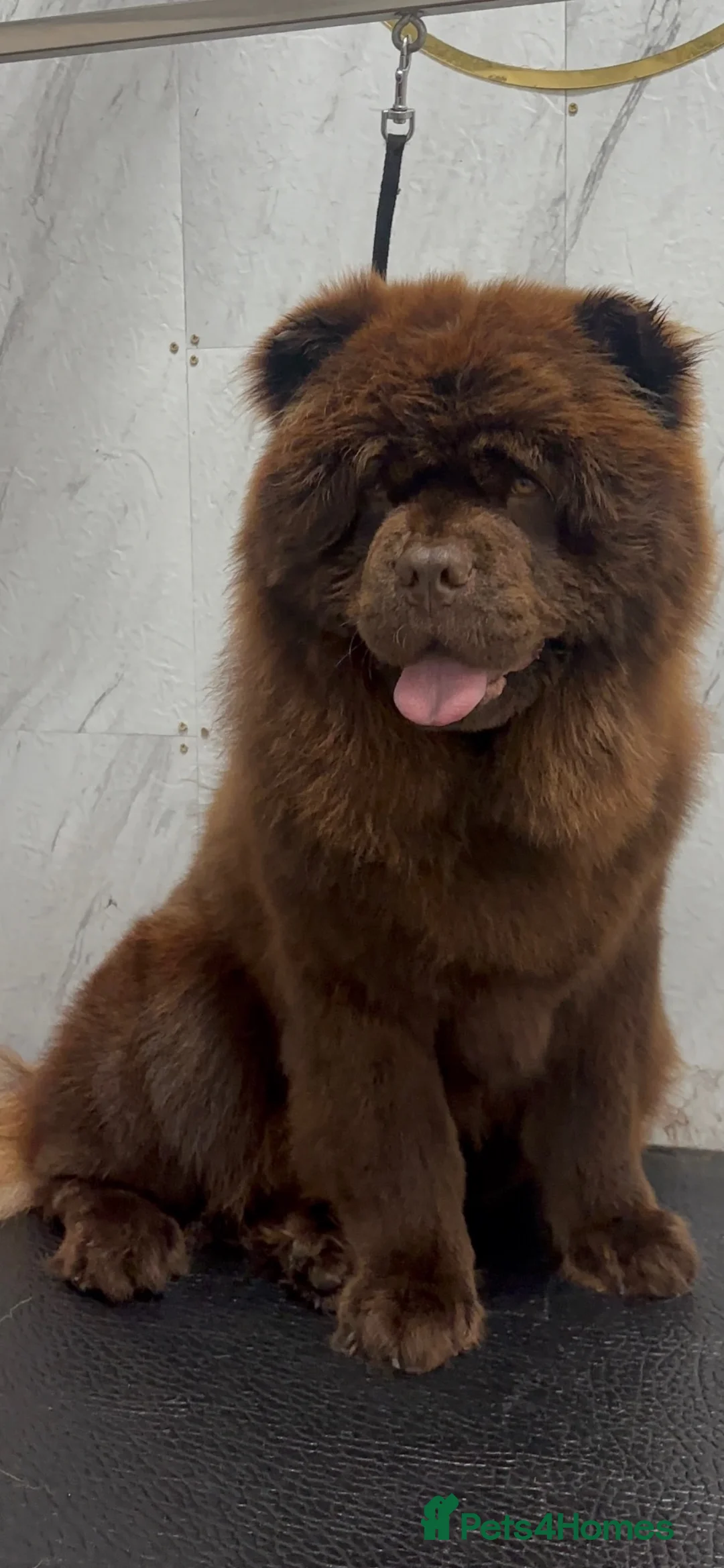 Chow Chow dogs for sale: Bear - Chocolate Chow Chow - Advert 1