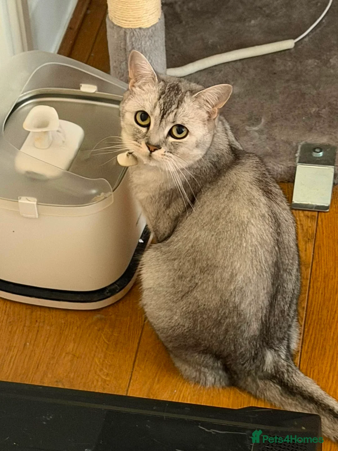 British Shorthair cats for sale: British shorthand, Tabby and white long hair  in Ilford - Advert 2