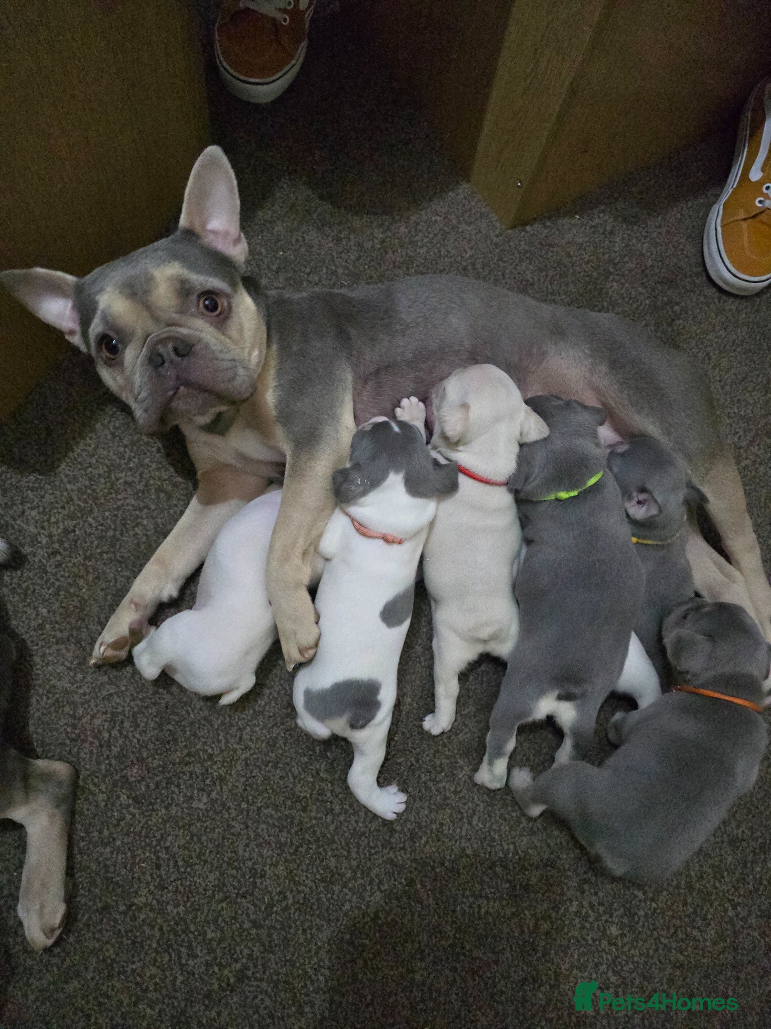 French Bulldog dogs for sale: French bulldog puppies  - Advert 1