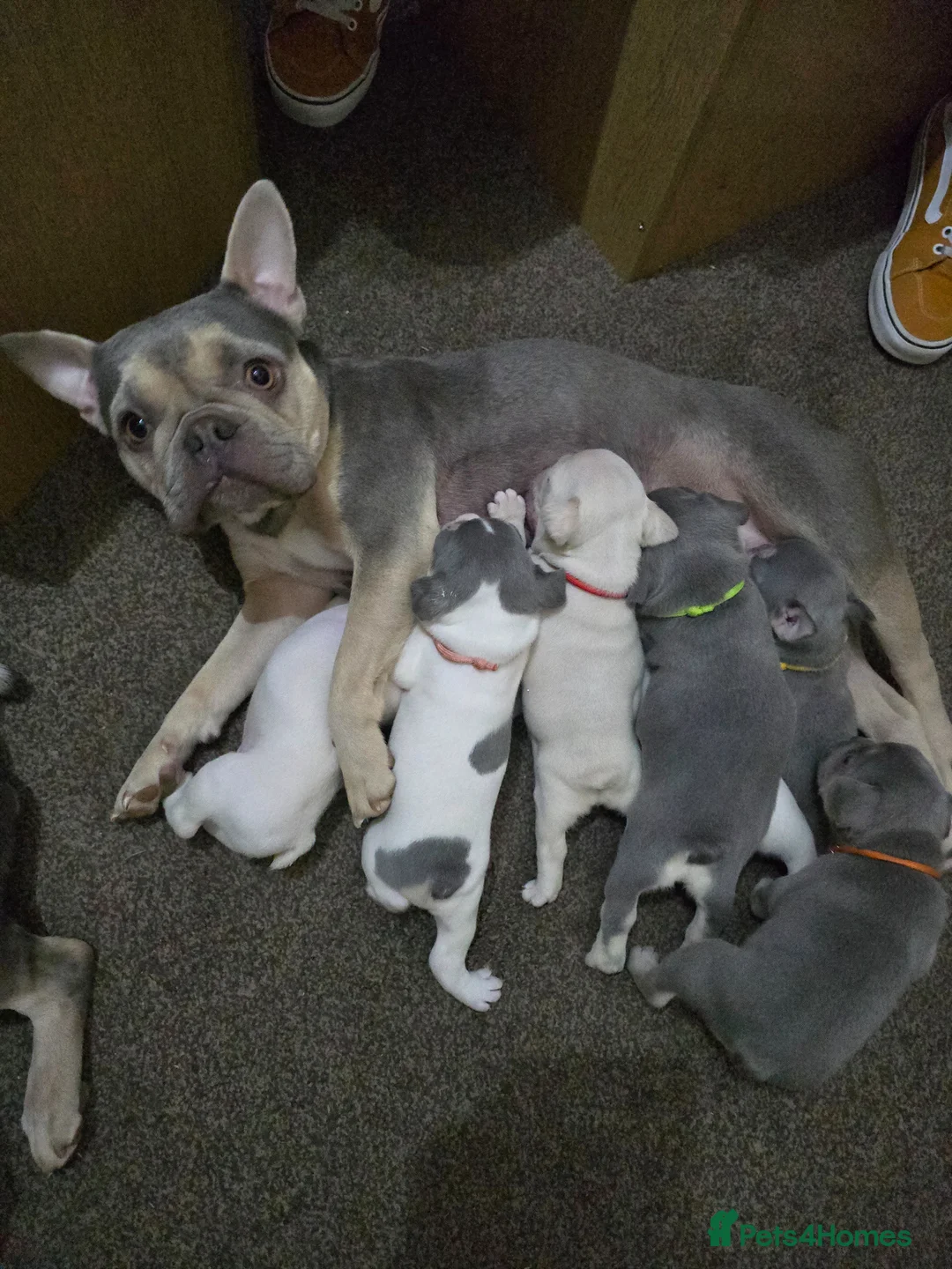 French Bulldog dogs for sale: French bulldog puppies  in Yeovil - Advert 1