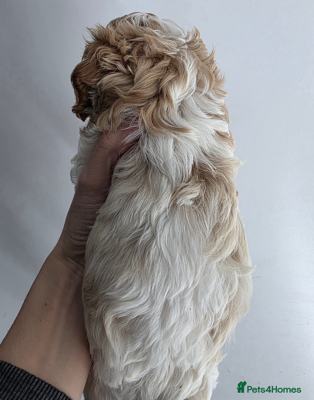 Cavapoo dogs for sale: Stunning f1 cavapoos  - Advert 5