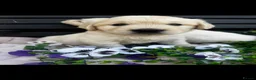 Golden Retriever dogs for sale: 9 exceptional Golden retriever  - Advert 6