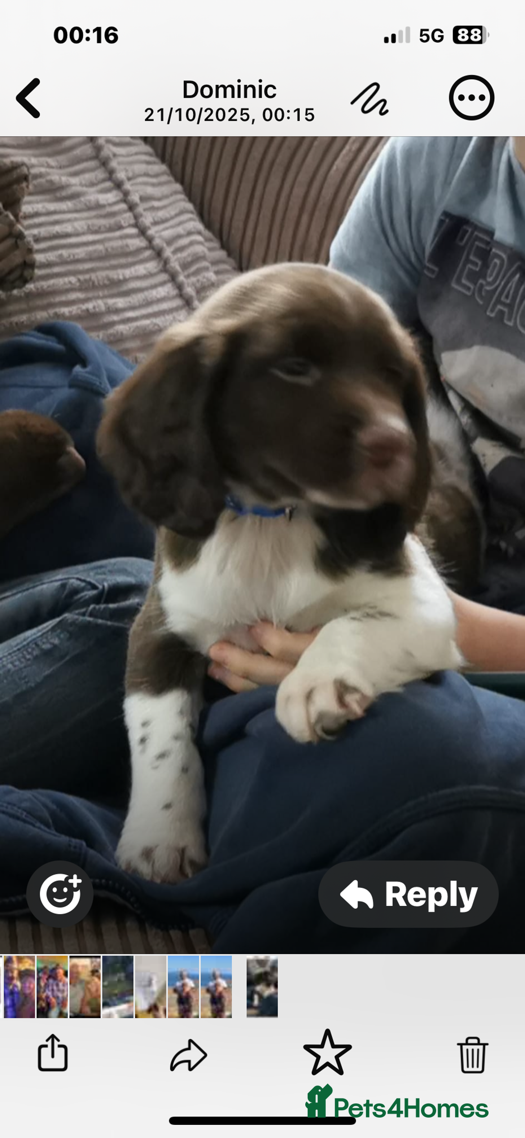 English Springer Spaniel dogs for sale: Traditional English Springer Spaniel Puppies - Advert 12