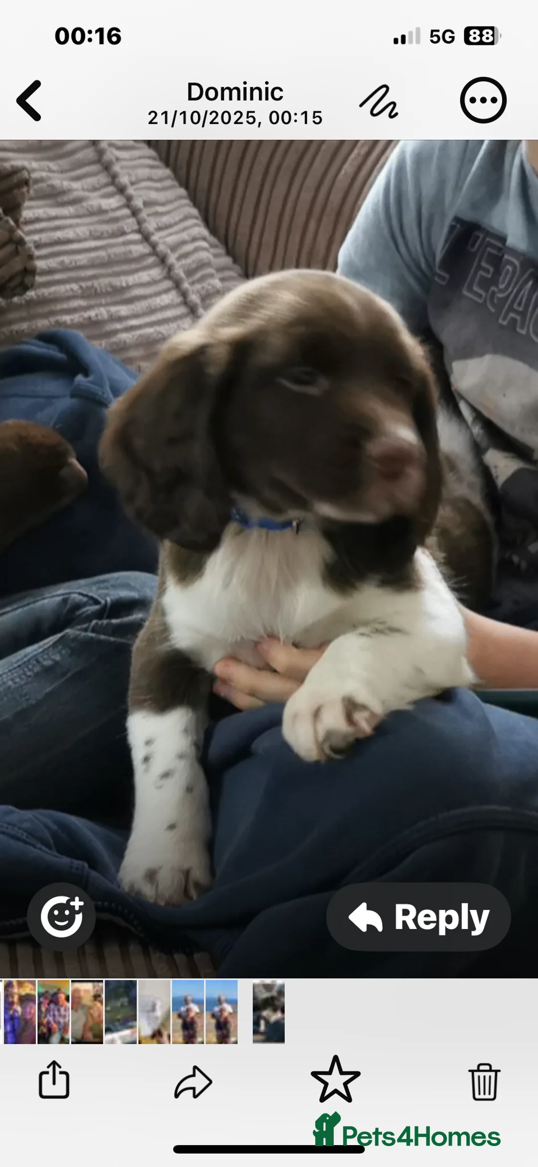 English Springer Spaniel dogs for sale: Traditional English Springer Spaniel Puppies - Advert 12
