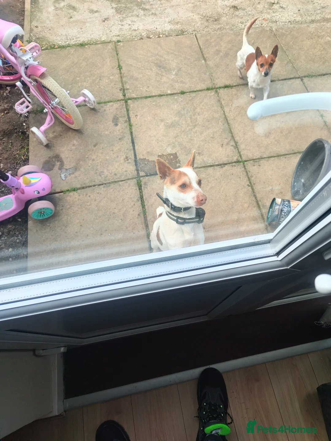 Jack Russell dogs for sale: 2 female mini jack Russell puppies - Advert 2