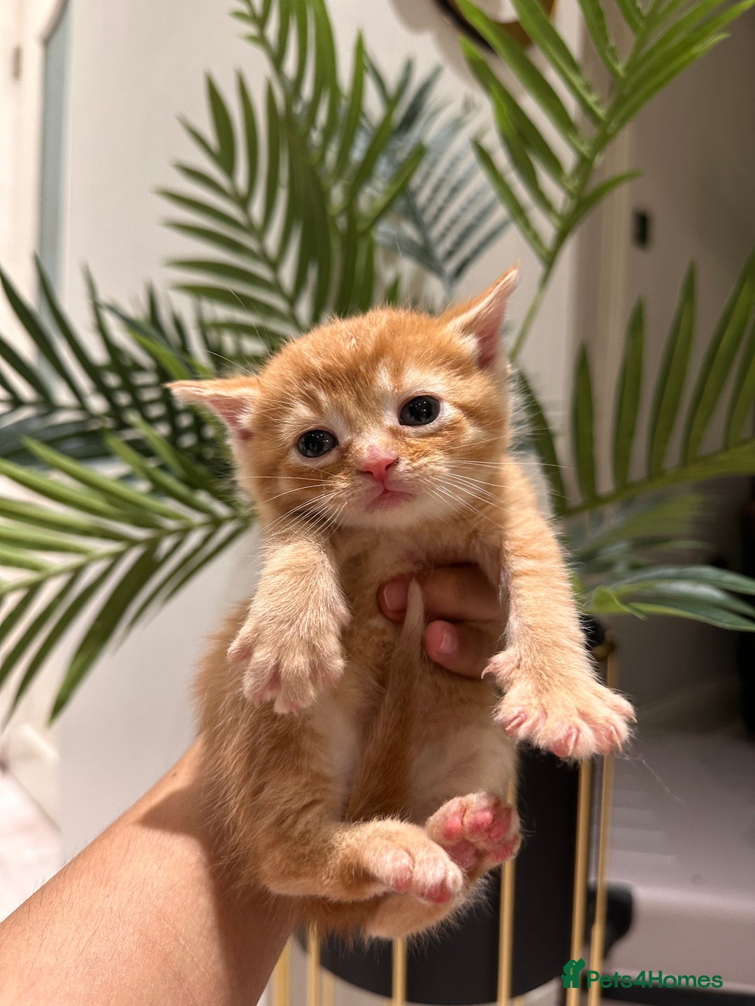 Scottish Fold cats for sale: Scottish fold/straight kittens  - Image 1