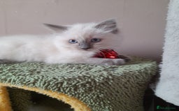 Ragdoll cats for sale: Gorgeous ,confident ragdolls stunning  - Image 23
