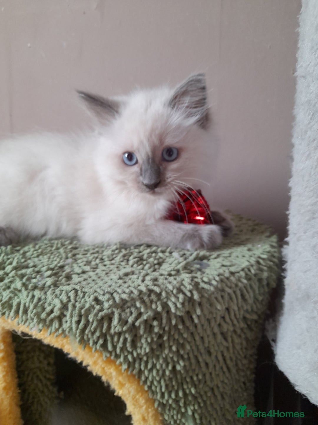 Ragdoll cats for sale: Gorgeous ,confident ragdolls stunning  - Image 23