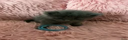 Ragdoll cats for sale: Beautiful 😻😻💖💙 Ragcoons  - Advert 38