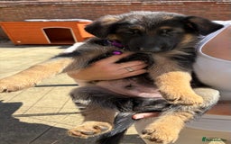 German Shepherd dogs for sale: German Shepherd Puppies - Image 29