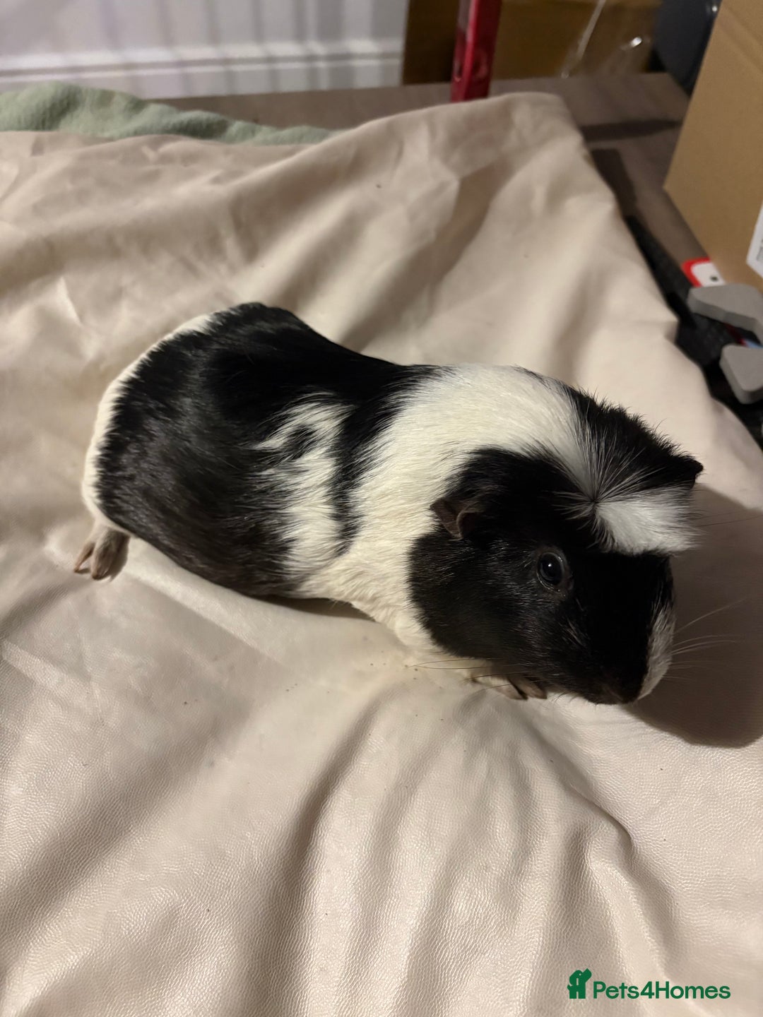 Guinea Pig rodents for sale: 4 female and 2 male guinea pigs for sale - Advert 1