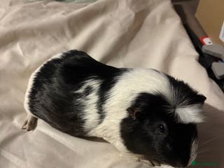Guinea Pig rodents 4 female and 1 male guinea pigs for sale - Advert 2