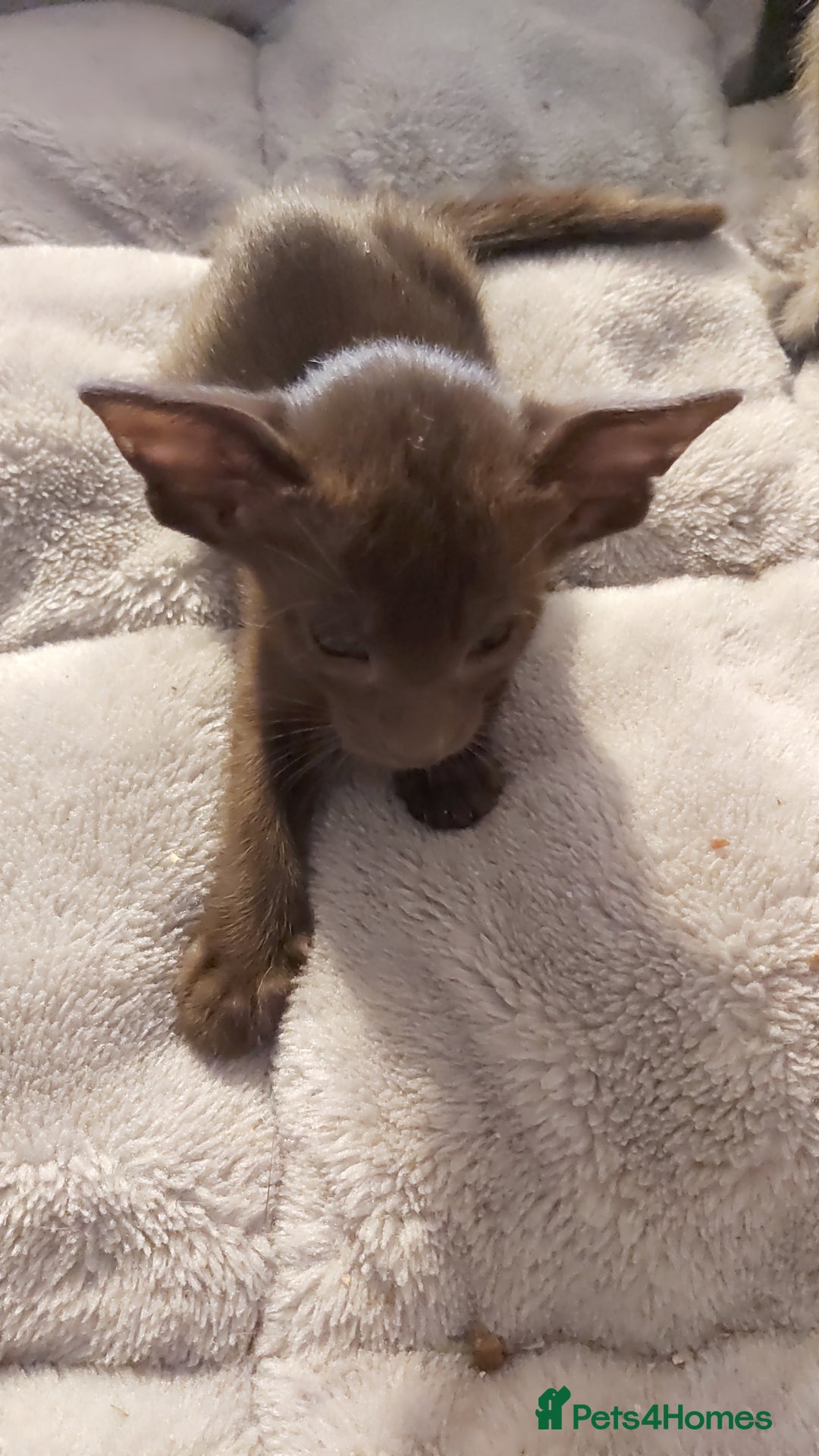 Oriental cats for sale: Full Pedigree Oriental 1 Kitten XL size ears GCCF - Image 30