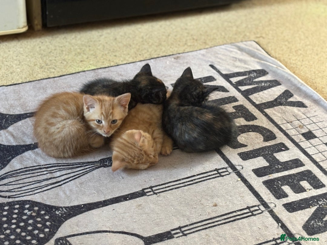 Mixed Breed cats for sale: Kittens For Sale - Image 10