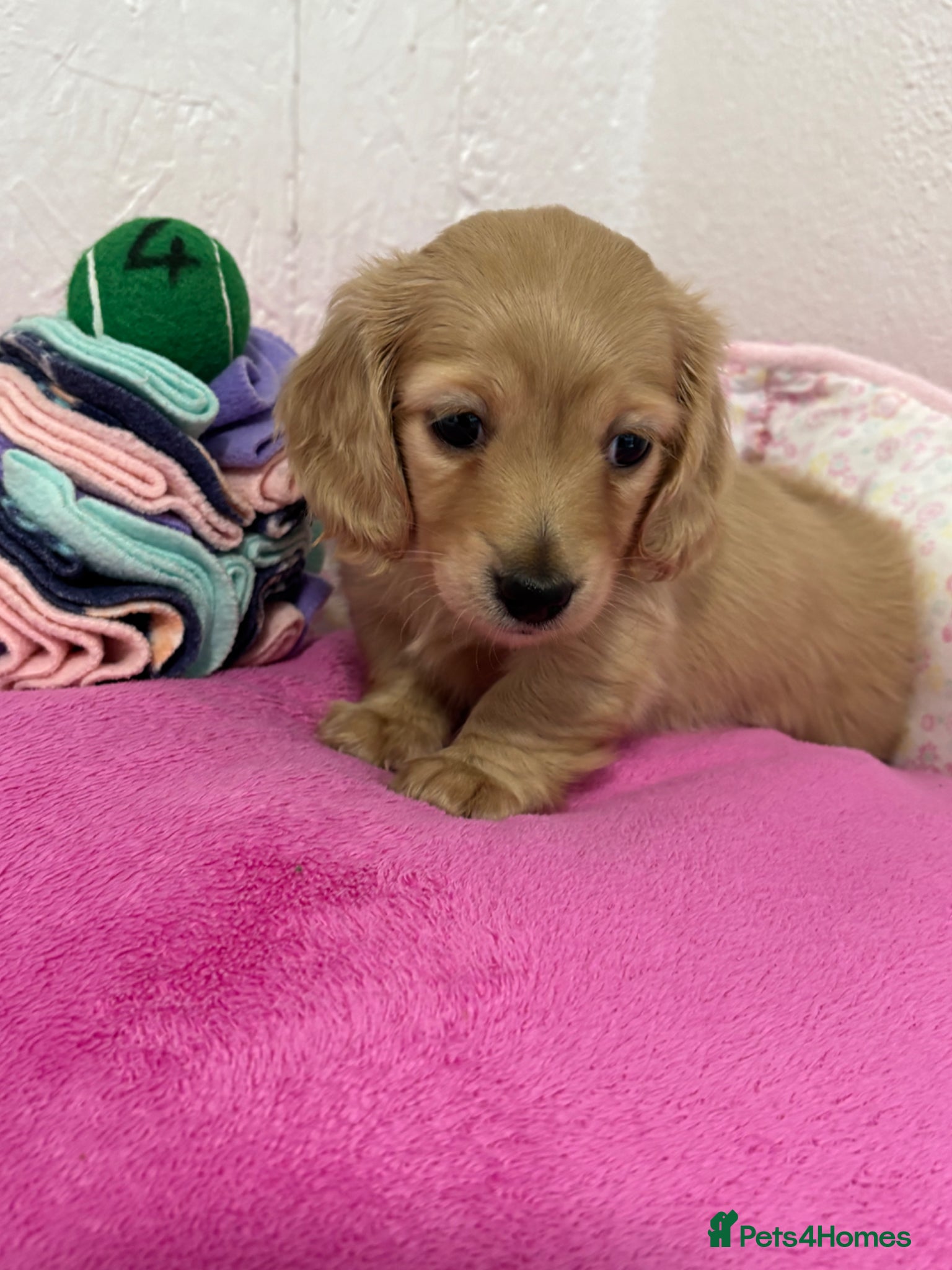 Miniature Dachshund dogs KC Miniature Long Haired English Cream Dachshunds  - Advert 8