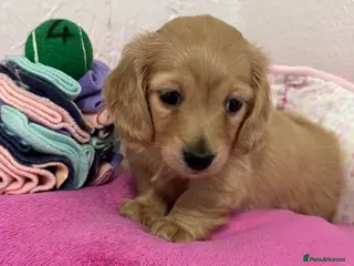 Miniature Dachshund dogs KC Miniature Long Haired English Cream Dachshunds - Advert 8
