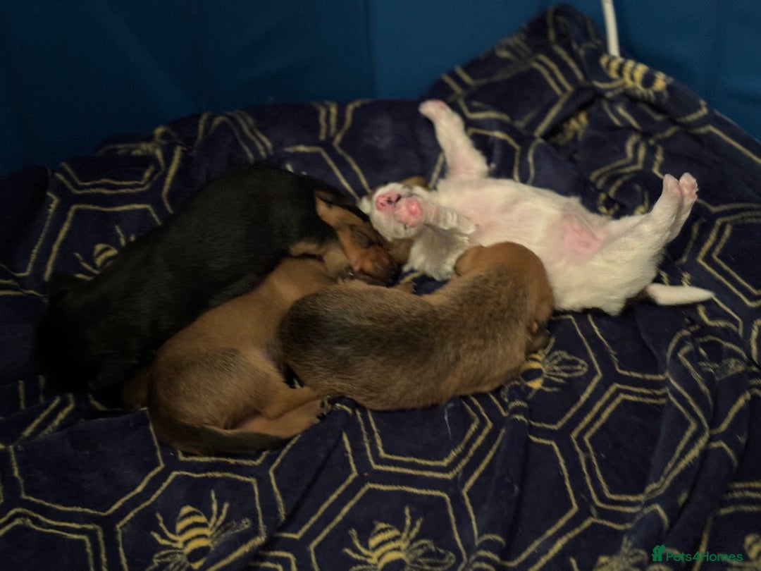 Mixed Breed dogs for sale: Jack Russel x Lucas Terrier Puppies - Image 31
