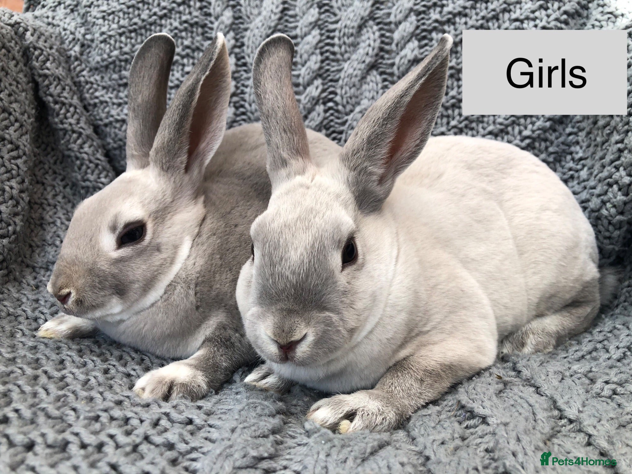 Rex rabbits Pure breed velvet mini and standard Rex rabbits - Advert 12