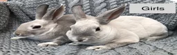 Rex rabbits for sale: Pure breed velvet mini and standard Rex rabbits - Advert 7