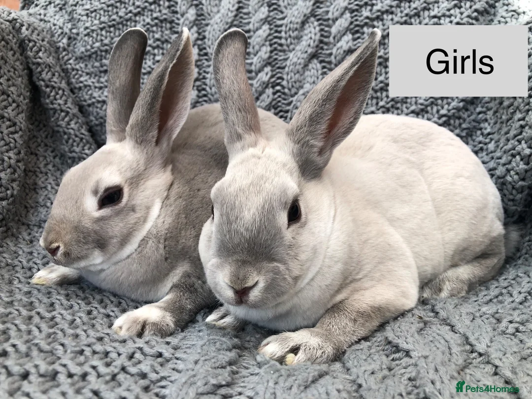 Rex rabbits for sale: Pure breed velvet mini and standard Rex rabbits - Advert 1