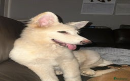 German Shepherd dogs for sale: Sisters  - Image 5