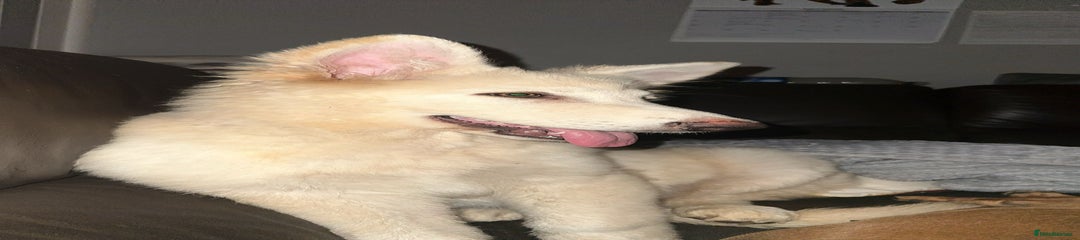 German Shepherd Puppy 2