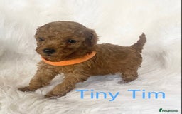 Miniature Poodle dogs for sale: Gorgeous Red Minature Poodles Puppies  - Image 24