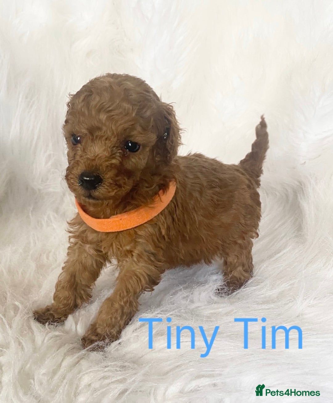 Miniature Poodle dogs for sale: Gorgeous Red Minature Poodles Puppies  - Image 24