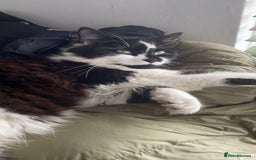 Mixed Breed cats for sale: Two cats for sale. - Image 12