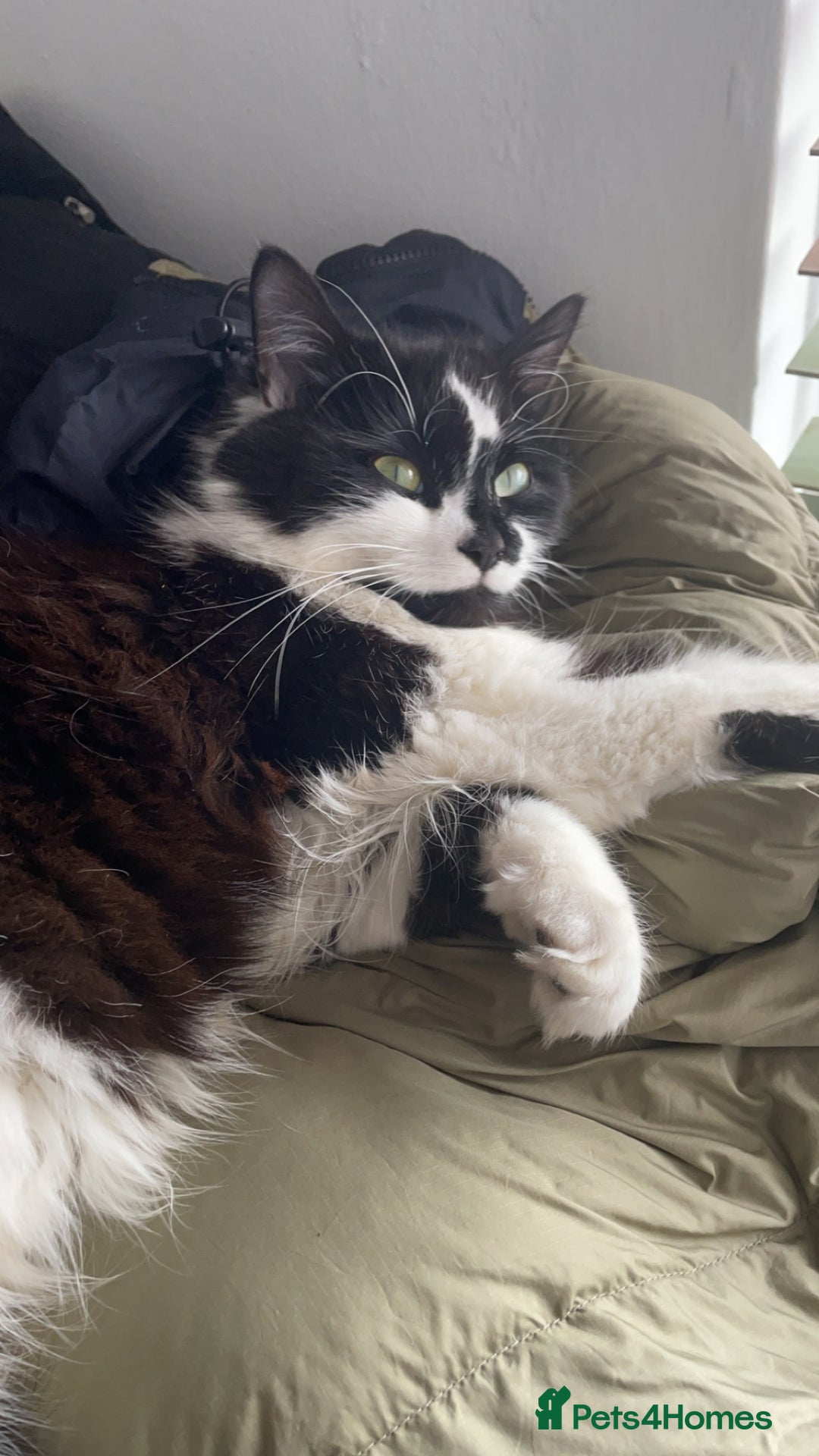 Mixed Breed cats for sale: Two cats for sale. - Image 12