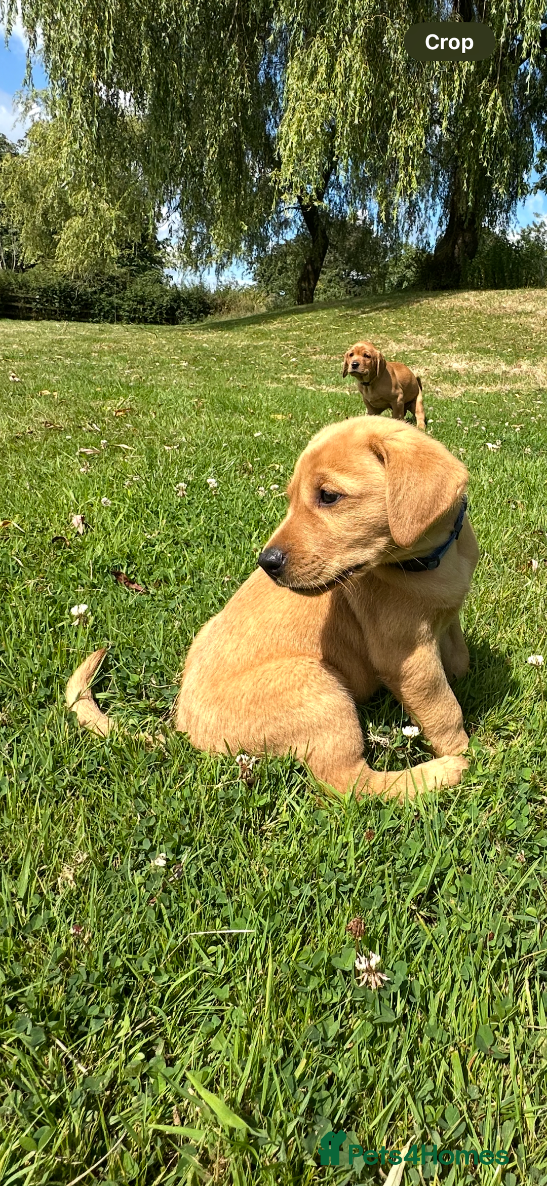Labrador Retriever dogs for sale: Stunning Fox Red Labrador Puppies - Image 2