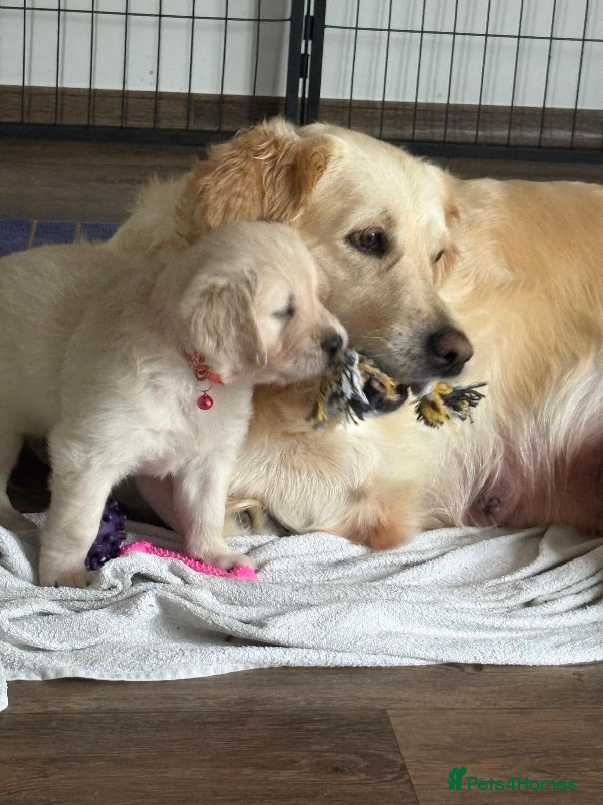 Golden Retriever dogs Golden puppies - Advert 4
