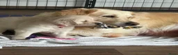 Golden Retriever dogs for sale: Golden puppies - Advert 1