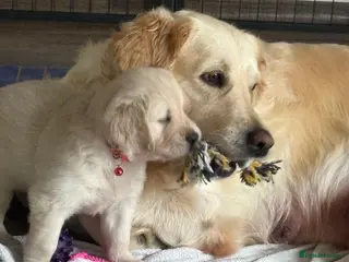 Golden Retriever dogs Golden puppies - Advert 16