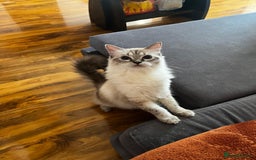 Ragdoll cats for sale: GCCF Ragdoll  - Image 6