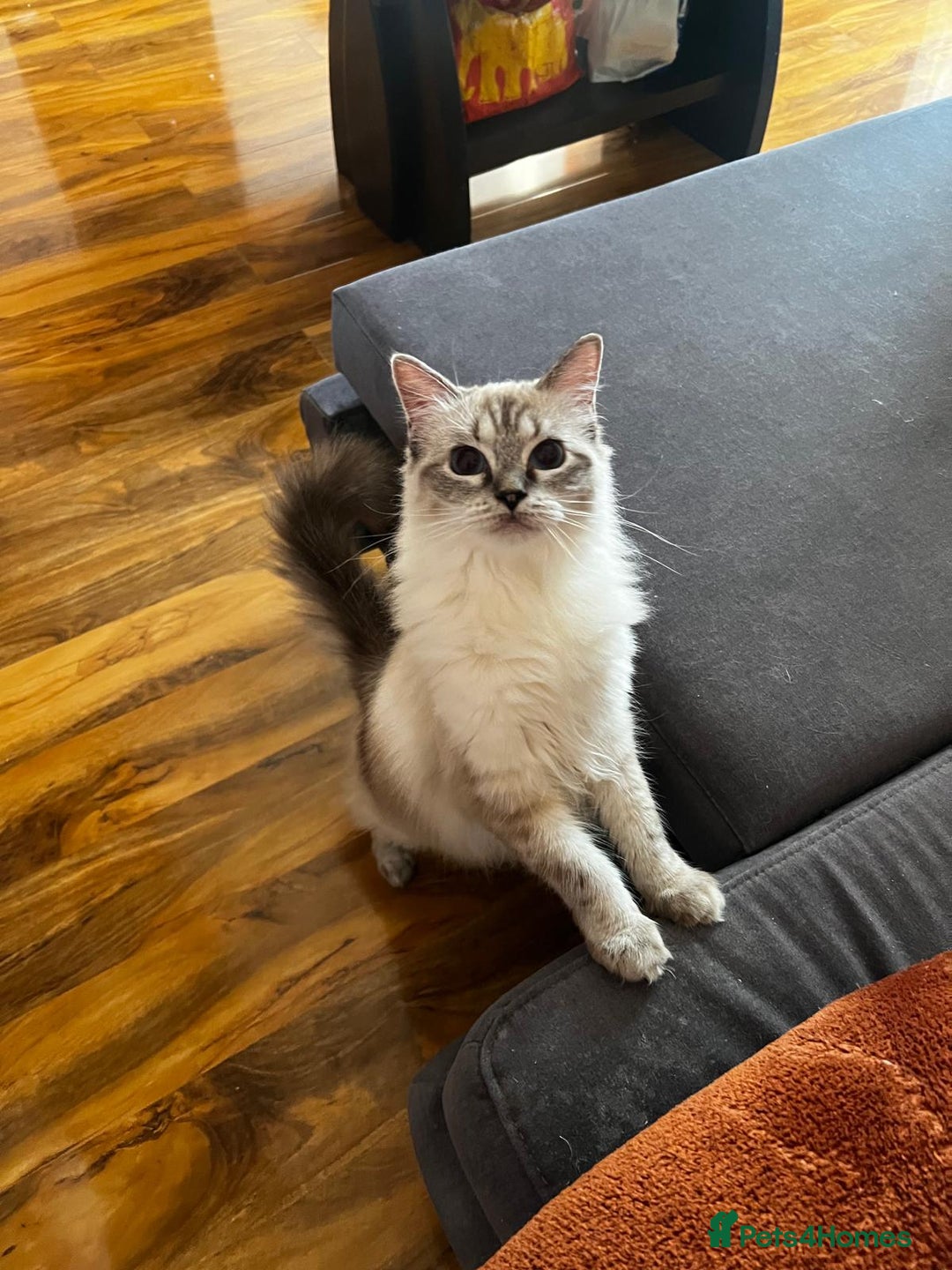 Ragdoll cats for sale: GCCF Ragdoll  - Image 6