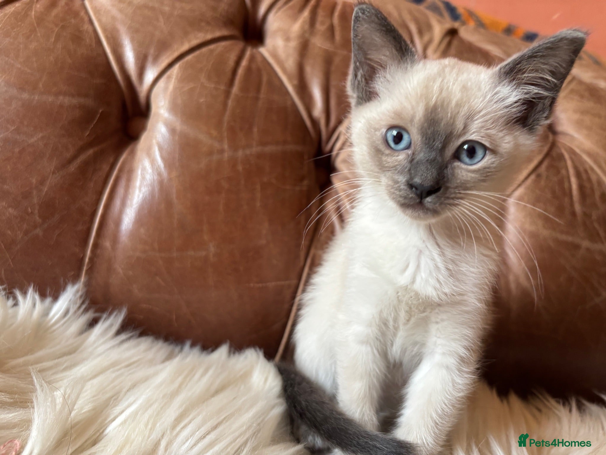 Tonkinese cats Exquisite Tonkdolls - Advert 2