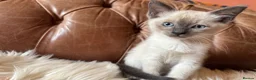 Tonkinese cats for sale: Exquisite Tonkdolls - Advert 30