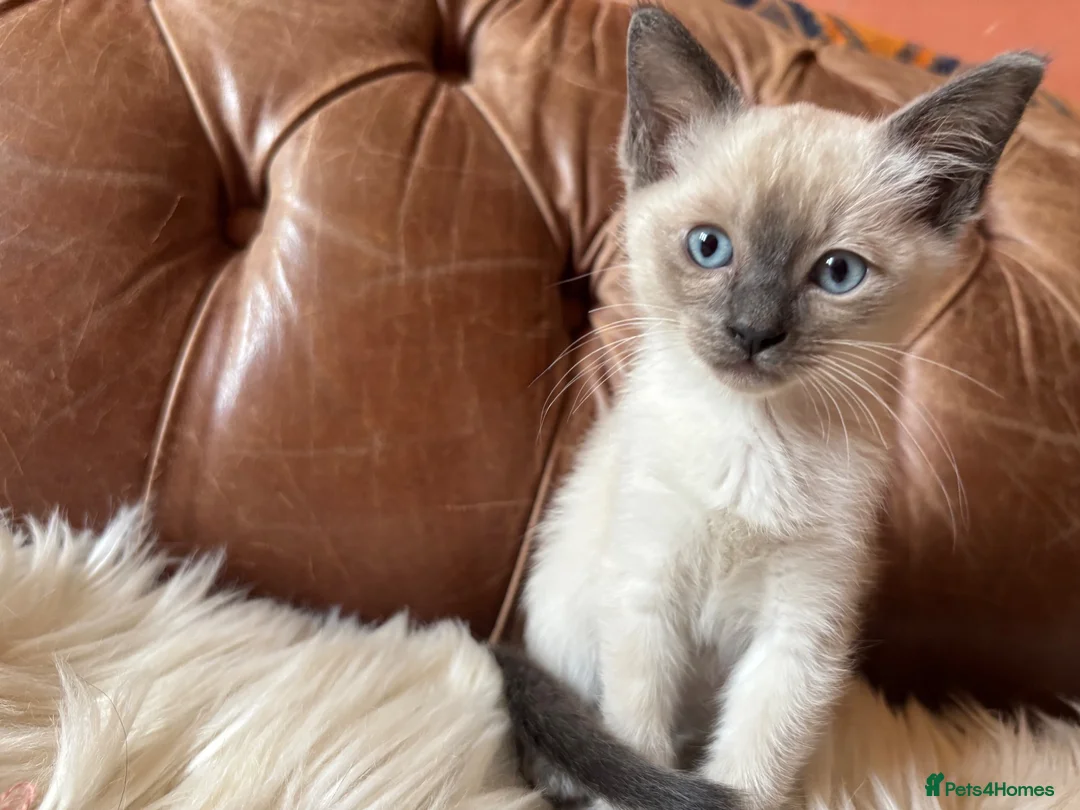 Tonkinese cats for sale: Exquisite Tonkdolls - Advert 2