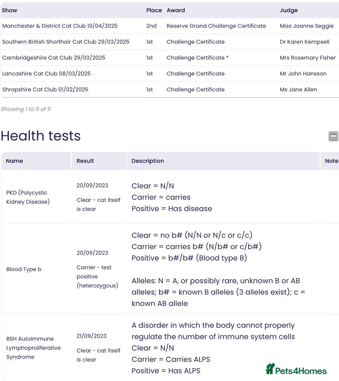 British Shorthair cats for stud: Champion Proven British Shorthair  - Advert 12