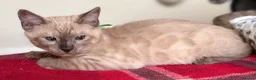 Bengal cats for sale: TICA registered Seal Solid Silver Mink Bengals - Advert 37